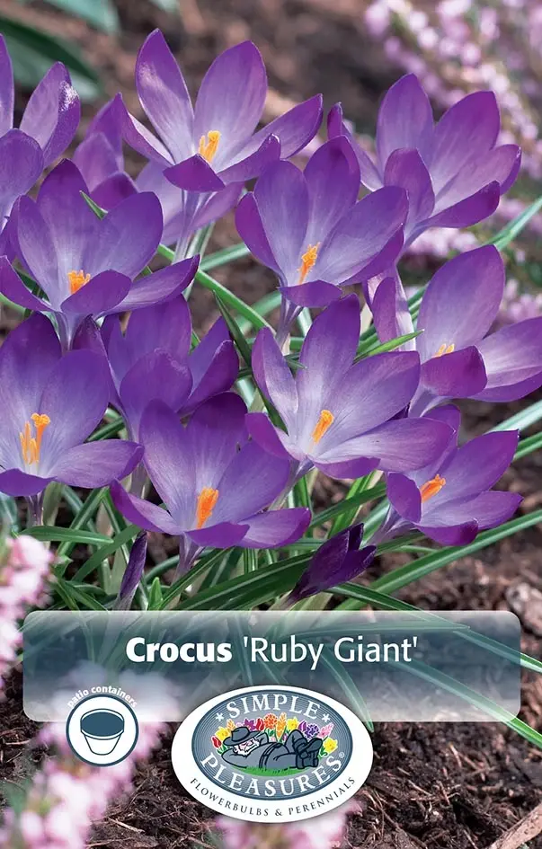 Crocus Specie Ruby Giant | Capper 16 x 20 - De Vroomen