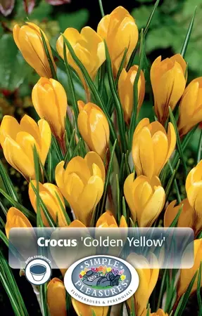 Crocus Vernus Golden Yellow | Cappers 15 x 16 - image 1