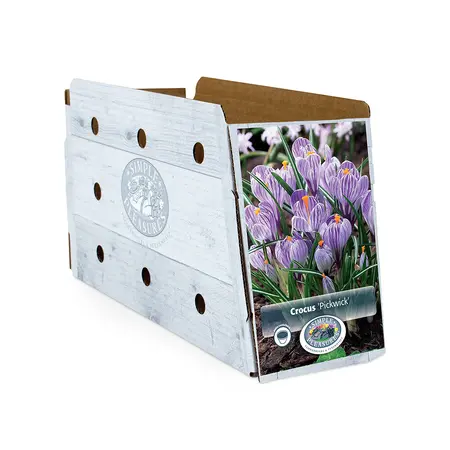 Crocus Vernus Pickwick | Capper 16 x 15 - image 2