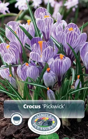 Crocus Vernus Pickwick | Capper 16 x 15 - image 1