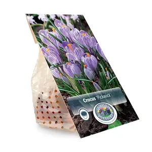 Crocus Vernus Pickwick | Capper 16 x 15 - image 3