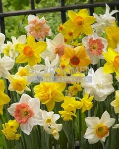 Daffodil All Spring Mix | 50 pce