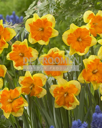 Daffodil Congress | 25 pcs