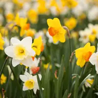 Daffodil (Narcissus)  Blends