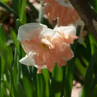 Daffodil (Narcissus) Double