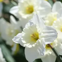Daffodil (Narcissus) Jonquilla