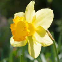 Daffodil (Narcissus) Large Cup
