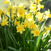 Daffodil (Narcissus) Miniature