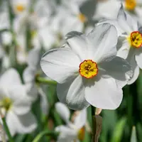 Daffodil (Narcissus) Paperwhite