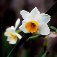 Daffodil (Narcissus) Small Cup