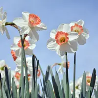 Daffodil (Narcissus) Split Corona (Butterfly)