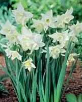 Daffodil (Narcissus) Triandus