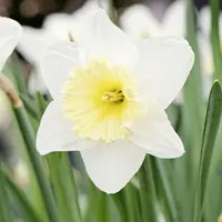 Daffodil (Narcissus) Trumpet