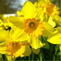 Daffodils (Narcissus)