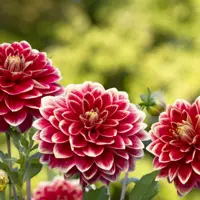 Dahlias