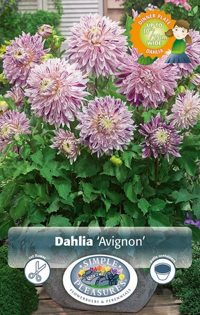Dahlia Avignon ® | 12 pcs
