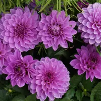 Dahlia Decorative