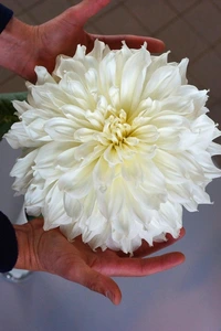 Dahlia Fleurel | 15 pce