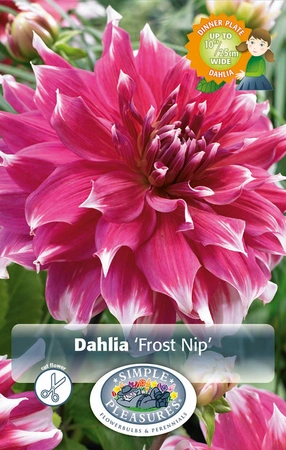 Dahlia Frost Nip | 12 pcs