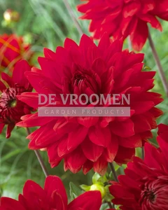 Dahlia Garden Wonder | 15 pce