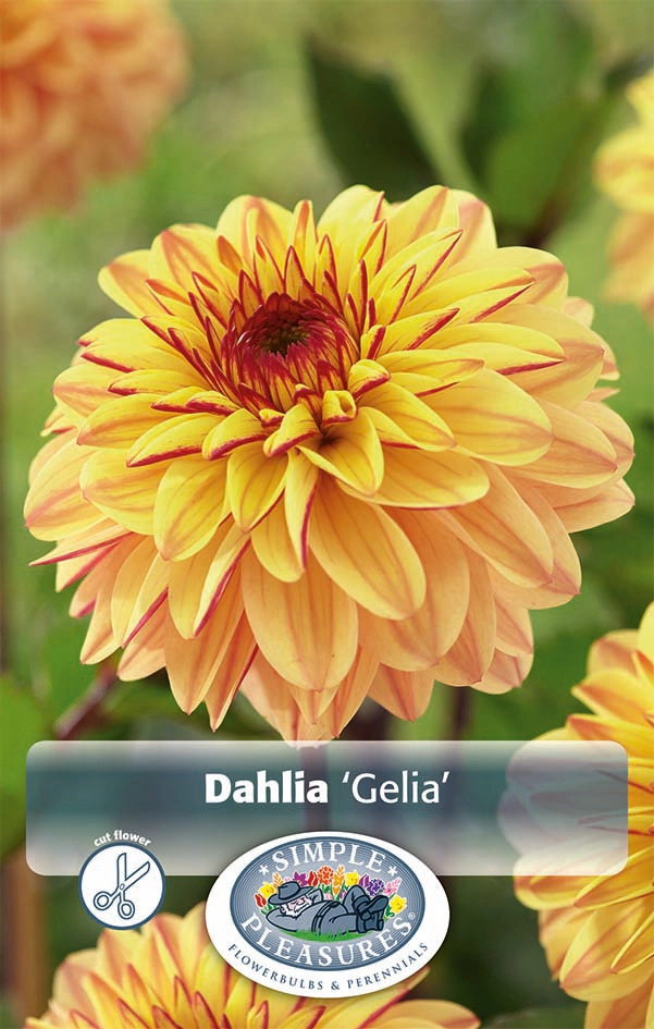 Gelia Rlc Dahlia Gelia | 12 pcs - De Vroomen