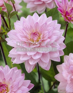 Dahlia Karma Prospero | 15 pce