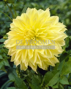 Dahlia Kelvin Floodlight | 15 pce