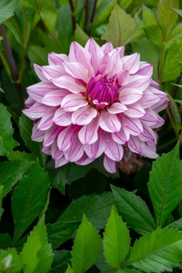 Dahlia Miya NEW | 15 pcs