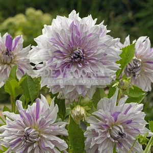 Dahlia Mom's Special | 15 pce