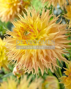 Dahlia Mr. Sandman | 15 pce