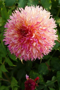 Dahlia Myrtle's Folly | 15 pce