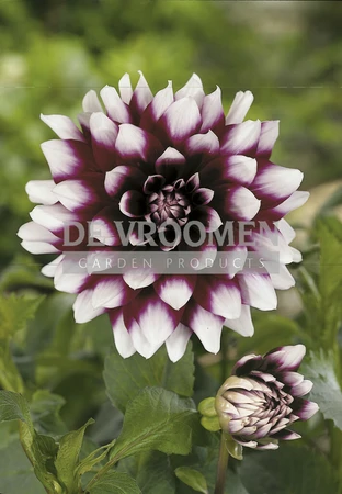 Dahlia Mystery Day | 15 pce