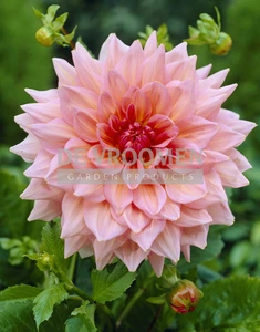 Dahlia Otto's Thrill | 15 pce