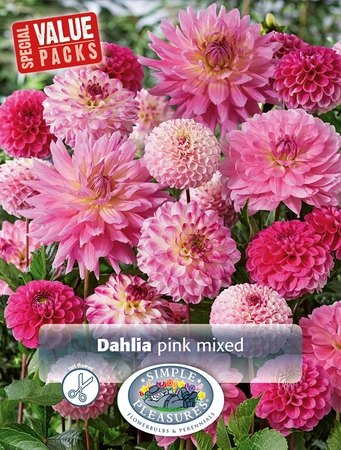 Dahlia Pink Mixed | Capper 12 x 3