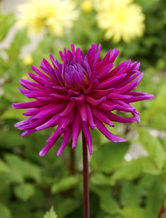 Dahlia Purple Gem | 75 pce