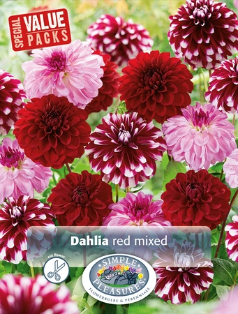 Dahlia Red Mixed | Capper 12 x 3