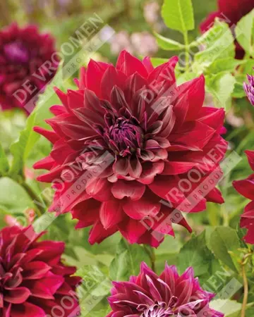 Dahlia Rip City | 75 pcs