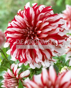 Dahlia Santa Claus | 15 pce