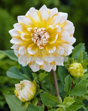 Dahlia Seattle | 15 pce