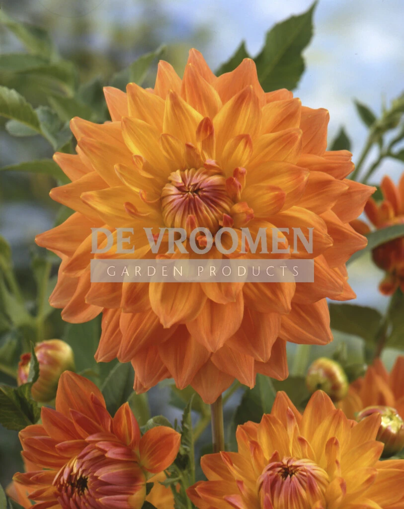 Dahlia Summer Sunset 15 pcs De Vroomen
