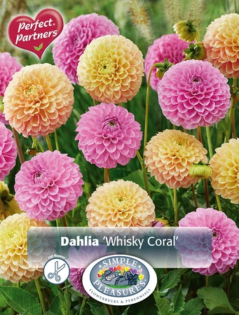 Dahlia Whisky Coral | Capper 5 x 16