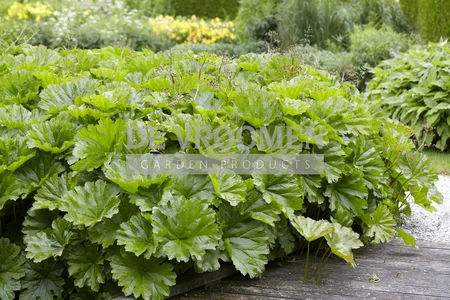Darmera peltata | 150 pce