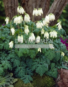 Dicentra Aurora (formosa) | 150 pce