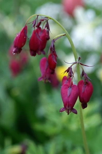 Dicentra Bacchanal | 150 pce