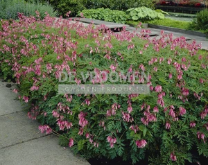 Dicentra Luxuriant | 150 pce