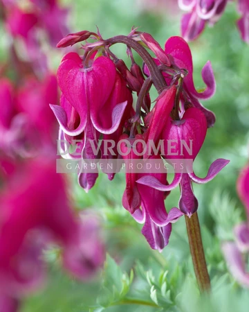 Dicentra Red Fountain PBR | 25 pce