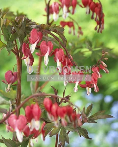 Dicentra Valentine PBR | 100 pce