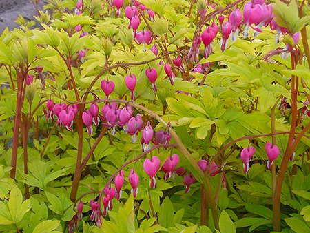 Dicentra Yellow Leaf | 125 pce