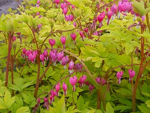 Dicentra Yellow Leaf | 125 pce
