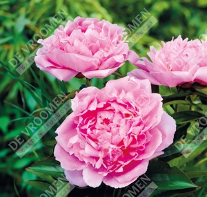 Paeonia Dinner Plate | 15 pce